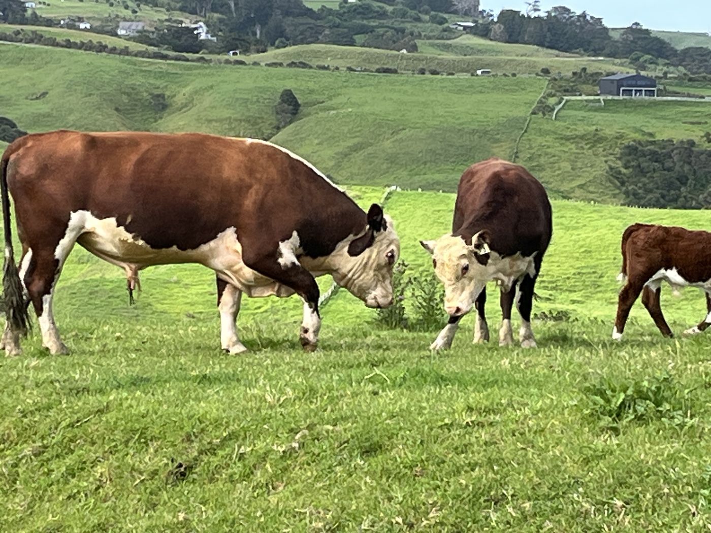 Hereford cattle on the farm