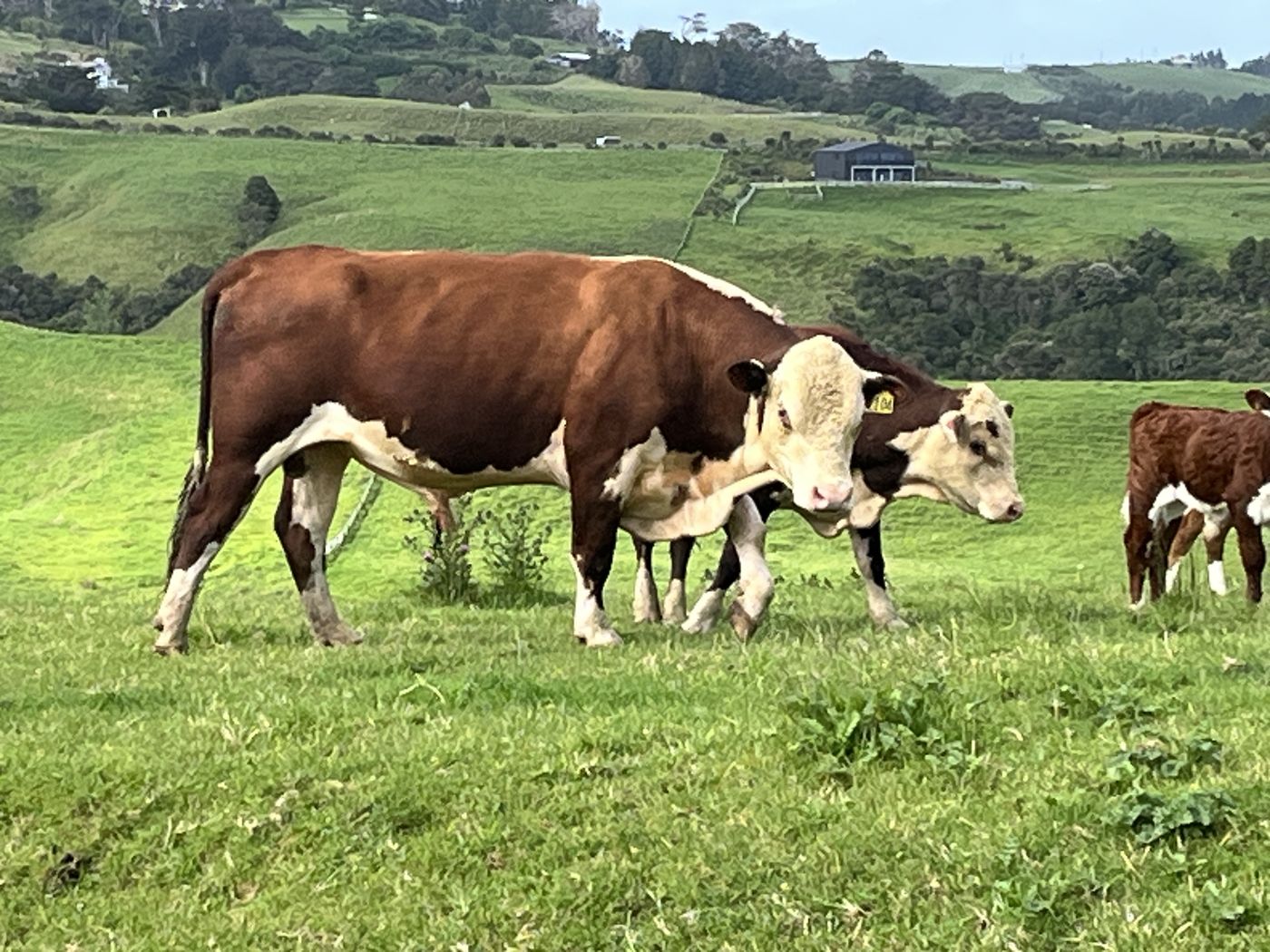 Cattle with calf